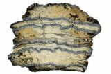 Mammoth Molar Slice With Case - South Carolina #106482-1